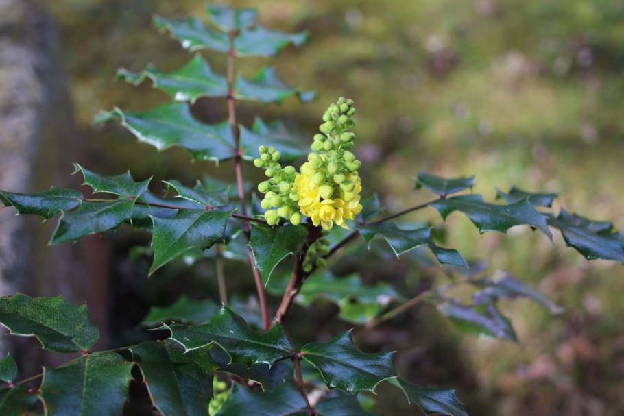 Магония падуболистная ягоды
