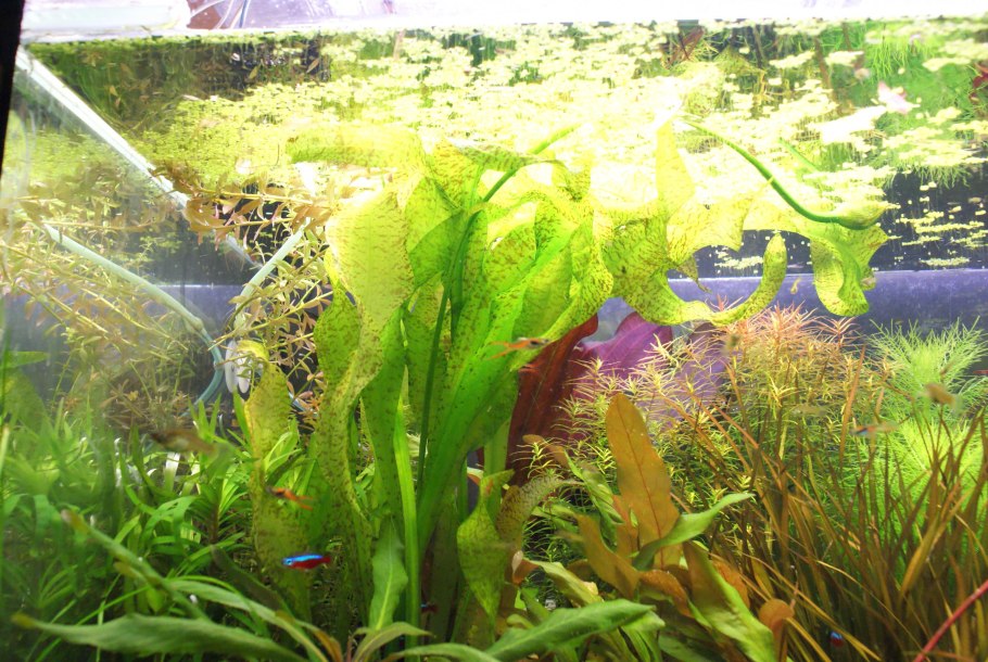 Отелия Овалифолия