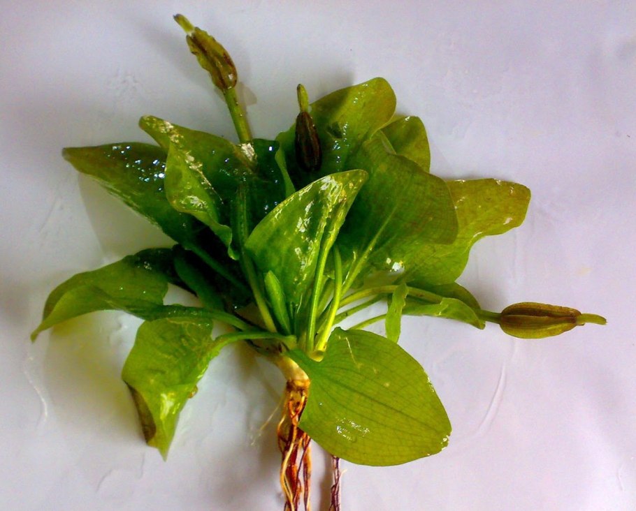 Оттелия ульволистная