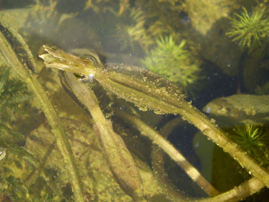 Оттелия овальнолистная