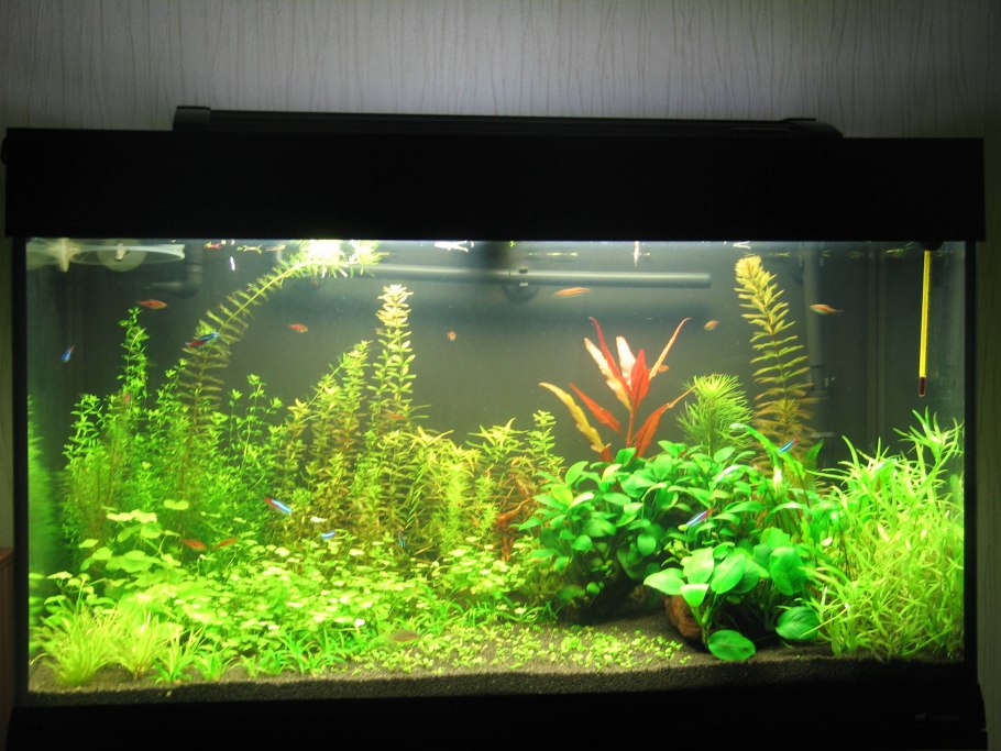 Апоногетон курчавый