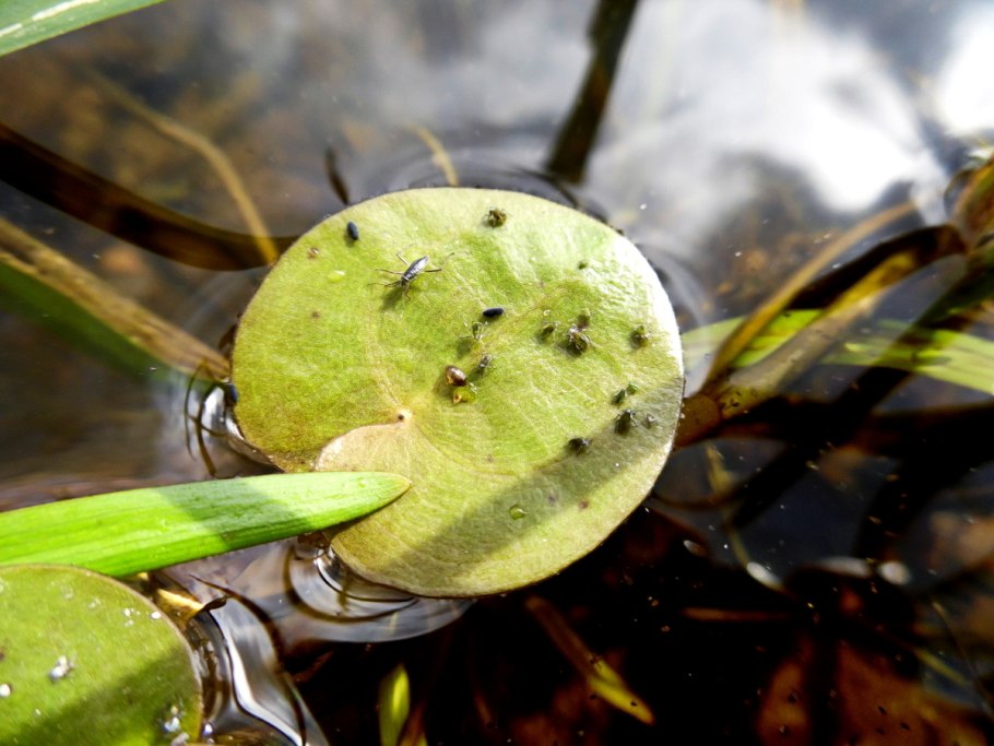 Эхинодорус мадагаскарский