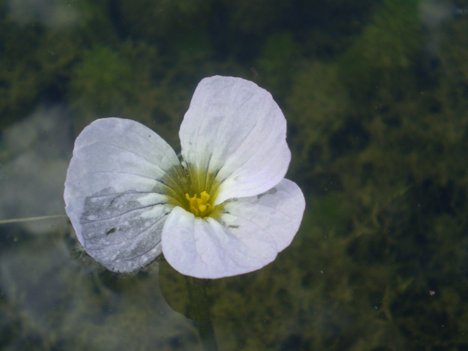 Криптокорина лагенандра