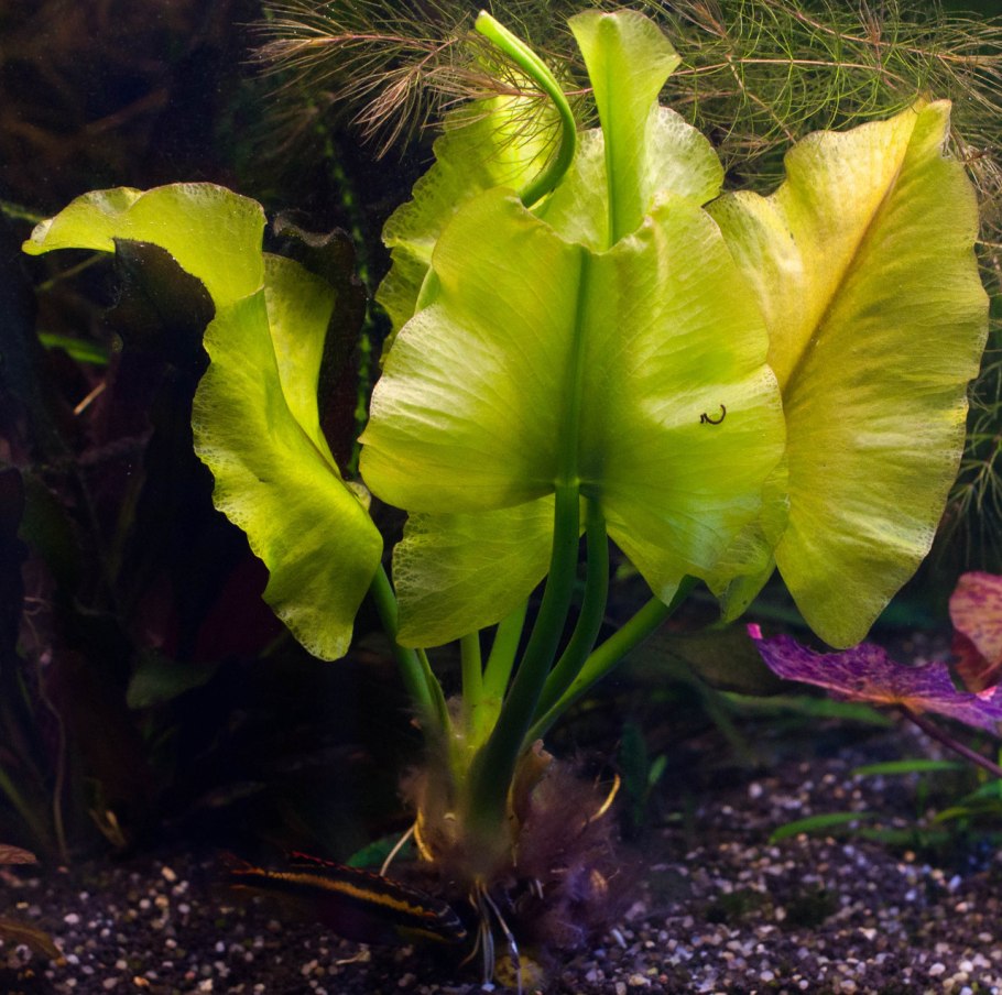 Оттелия заостренная