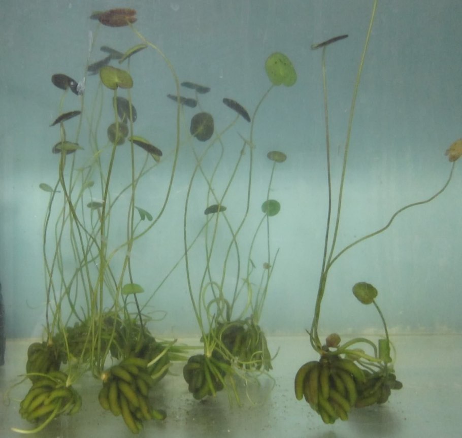 Нимфоидес акватика