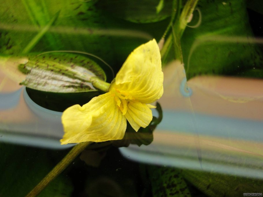 Оттелия овальнолистная