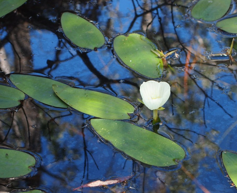 Оттелия заостренная