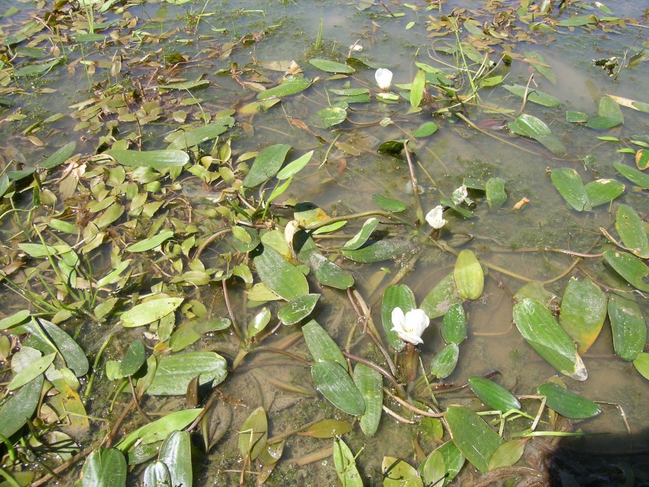 Водные растения Китая