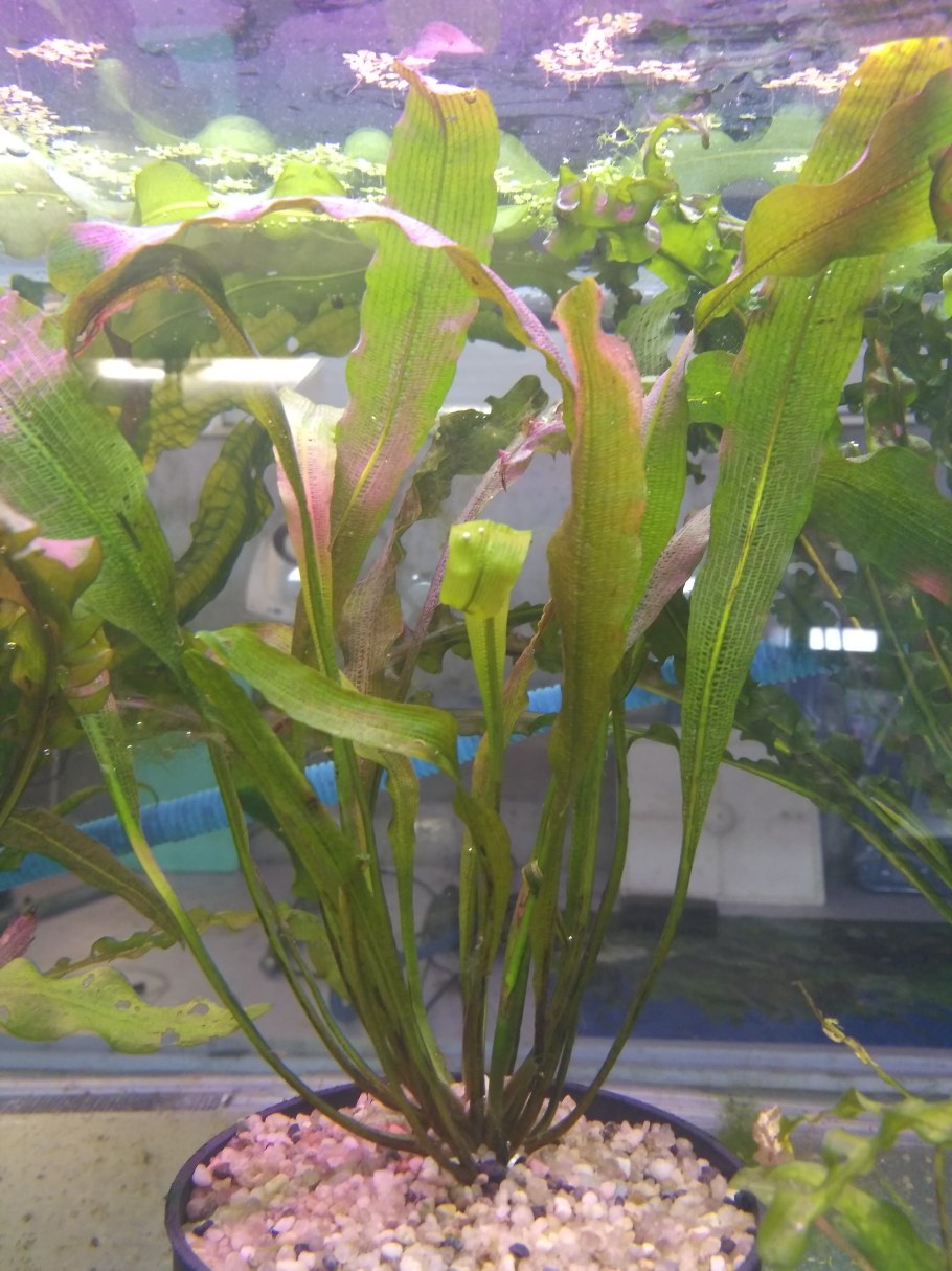 Апоногетон лонгиплюмулозус