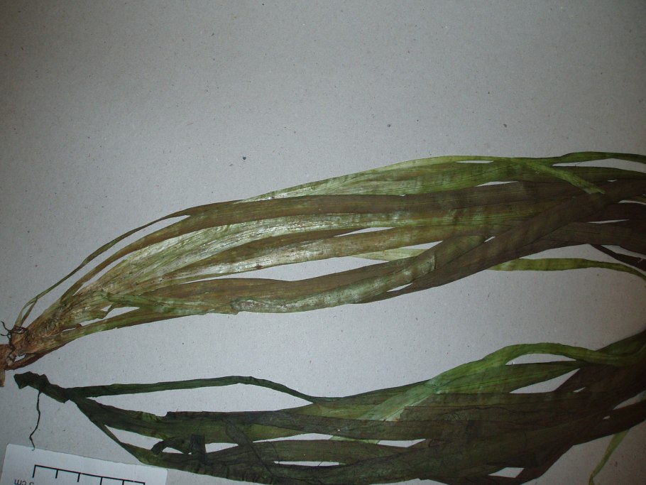 Хемиантус микрантемоидес аквариумное