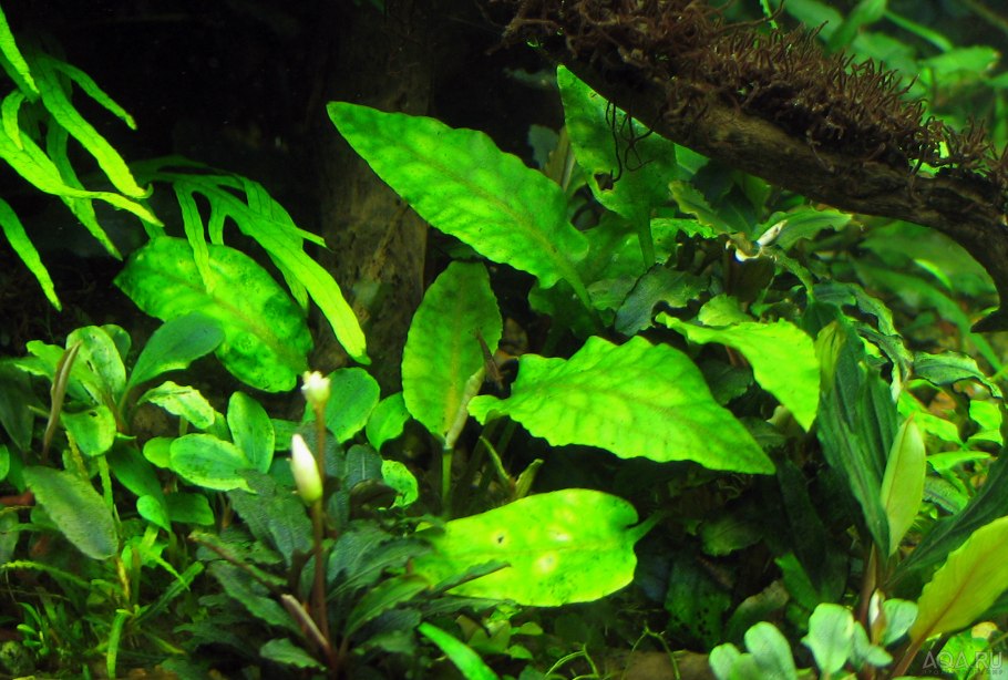 Нимфоидес Флиппер