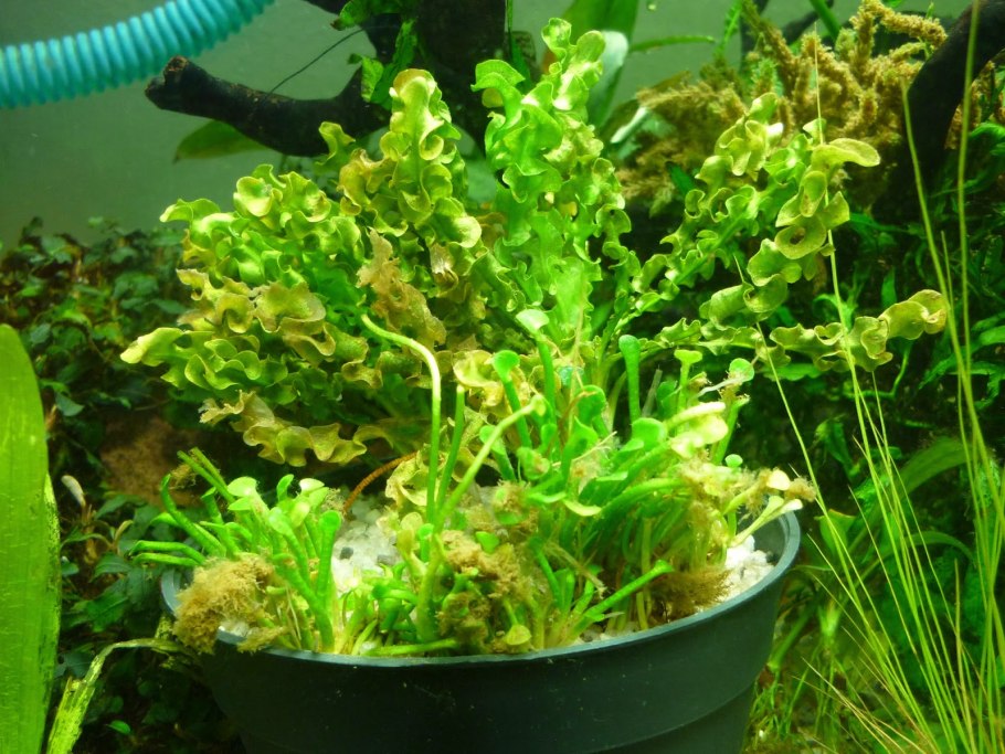 Оттелия частуховидная Ottelia Alismoides