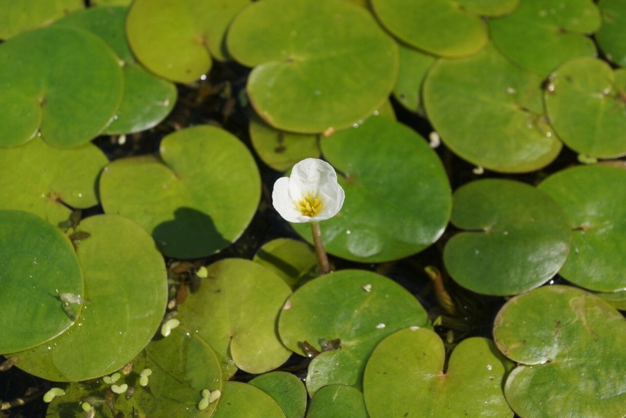 Водокрас лягушачий