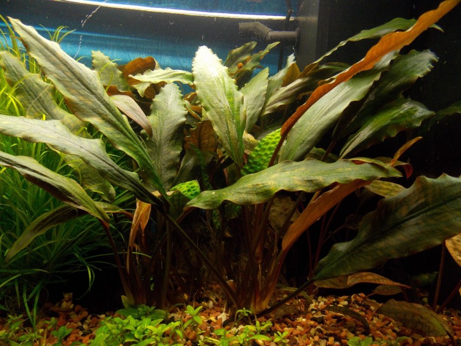 Анубиас пестрый