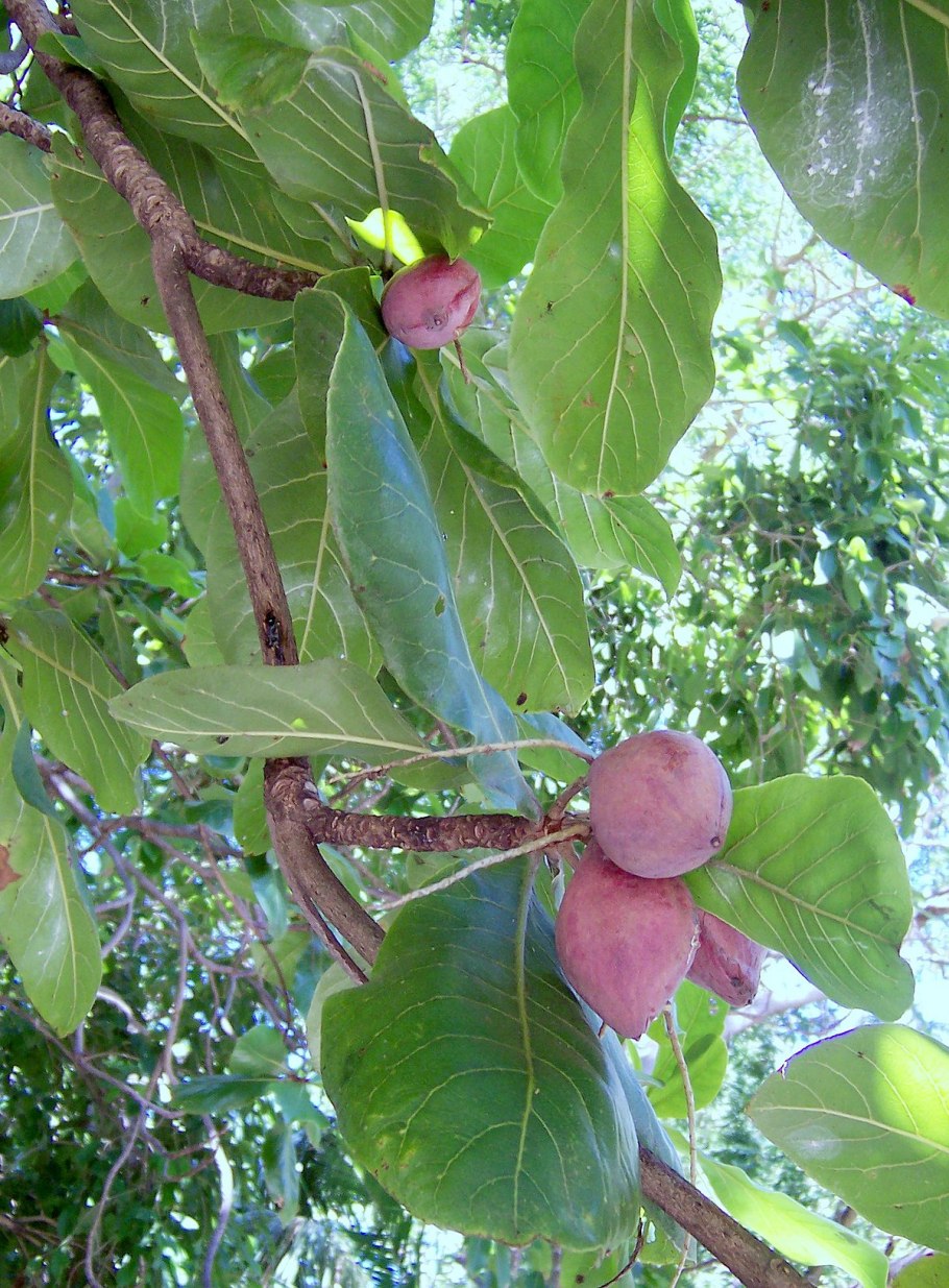 Терминалия Катаппа (Terminalia Catappa),