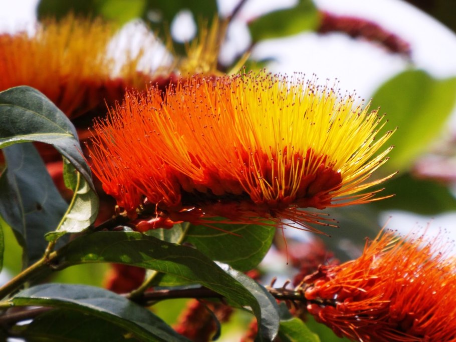 Комбретум краснолистный