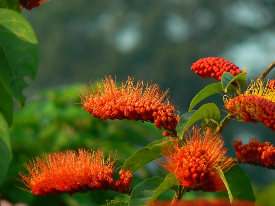 Комбретум краснолистный Саванна