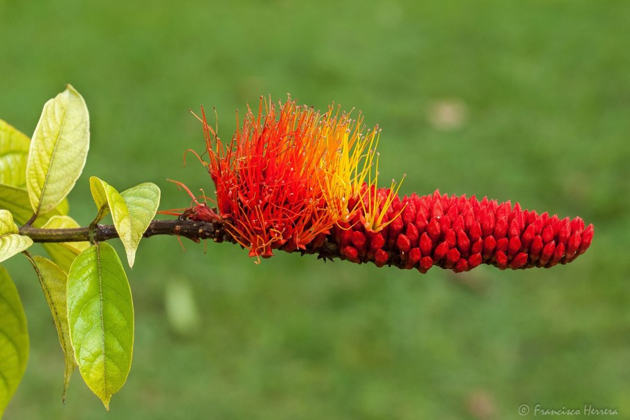 Комбретум краснолистный Саванна