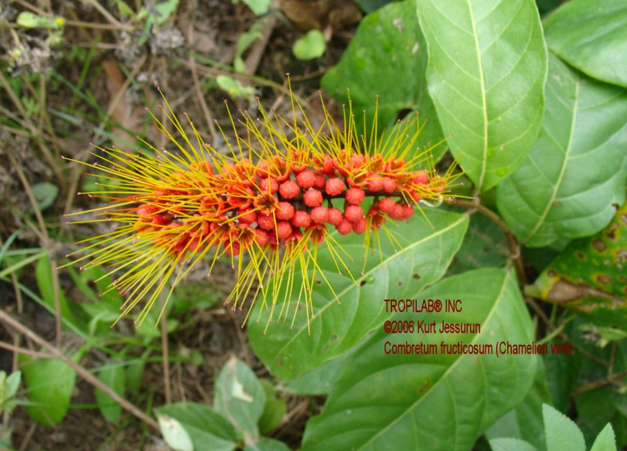 Combretum fruticosum