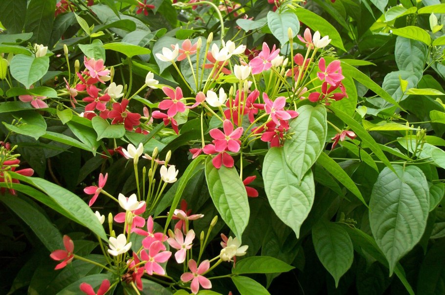 Квисквалис индийский (Комбретум индийский) в Израиле