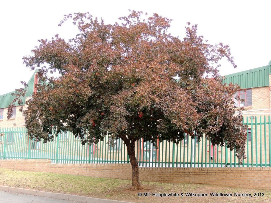 Комбретум краснолистный