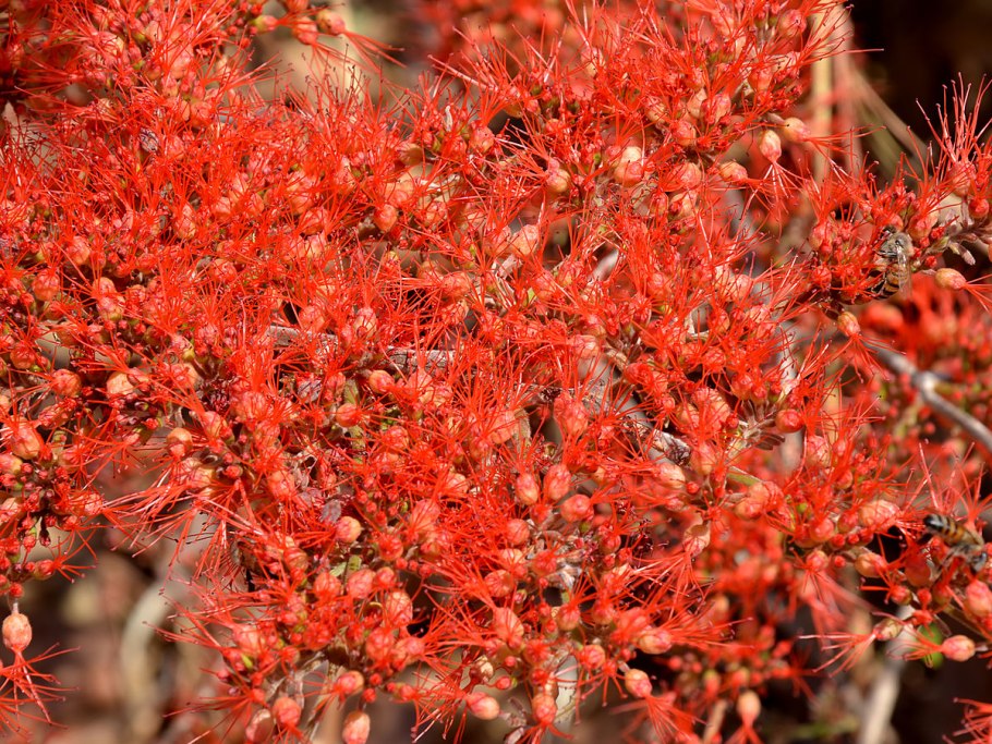 Комбретум Африка