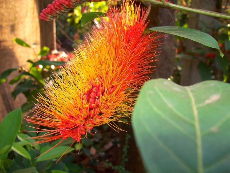 Комбретум Африка