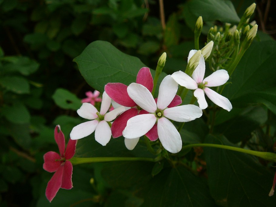 Квисквалис индийский Quisqualis Indica