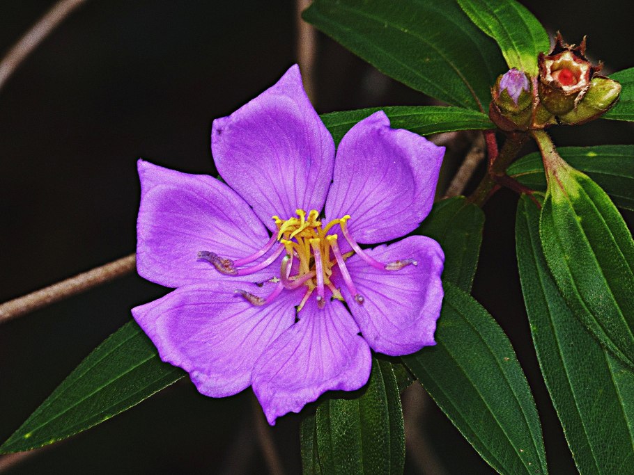 Ареал миртовых