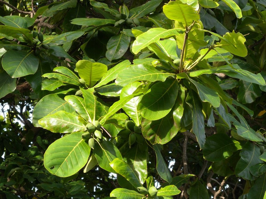 Terminalia Catappa