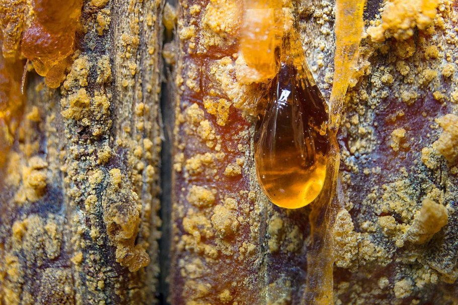 Хвойное дерево смола янтарь