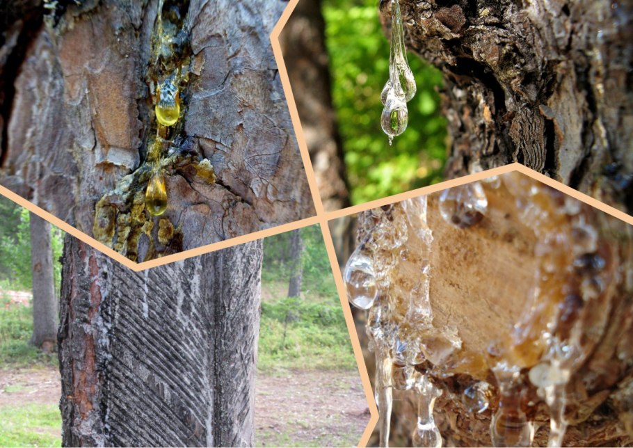 Живица подсочка