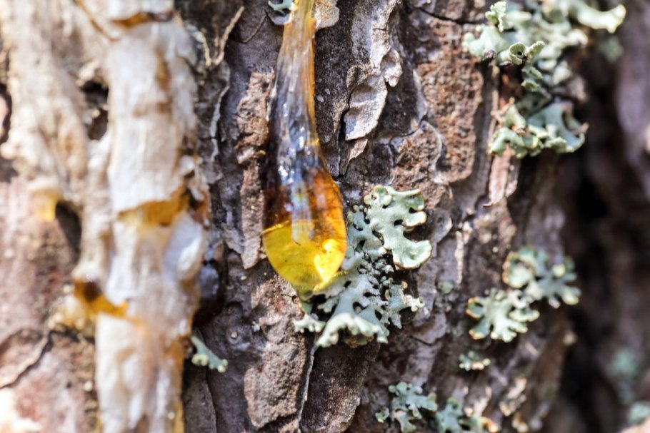 Живица лиственницы