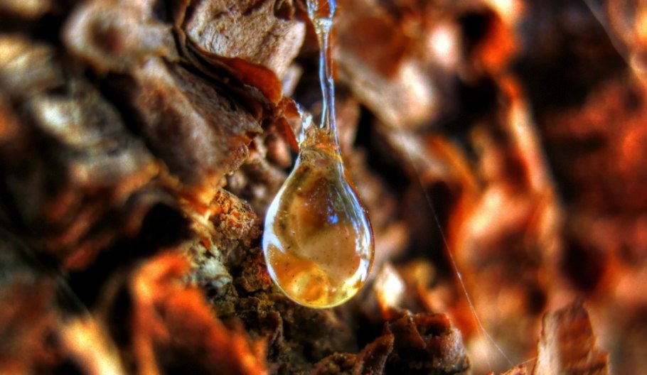 Живица канифоль смола