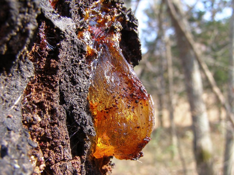 Древесина Сосновая смола-Живица