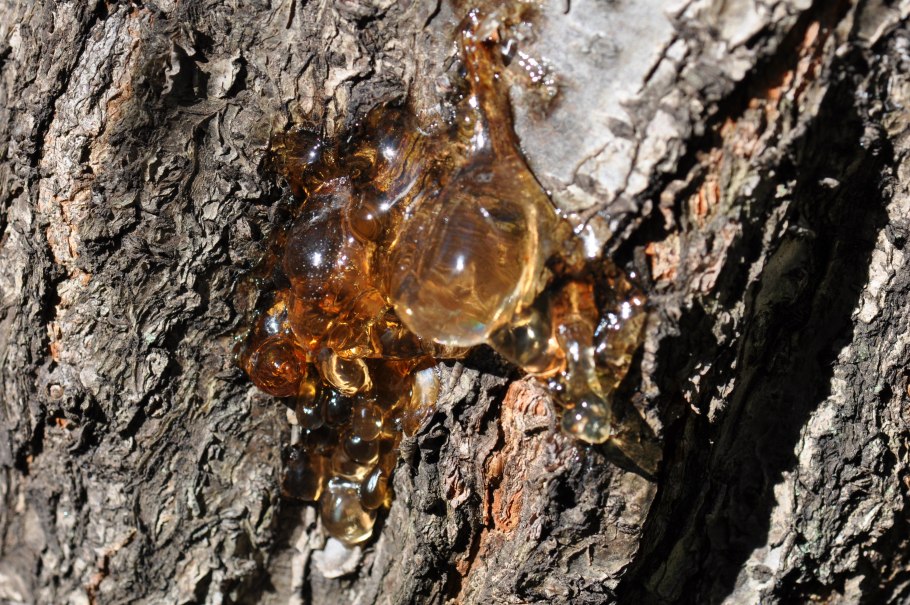 Смола на дереве