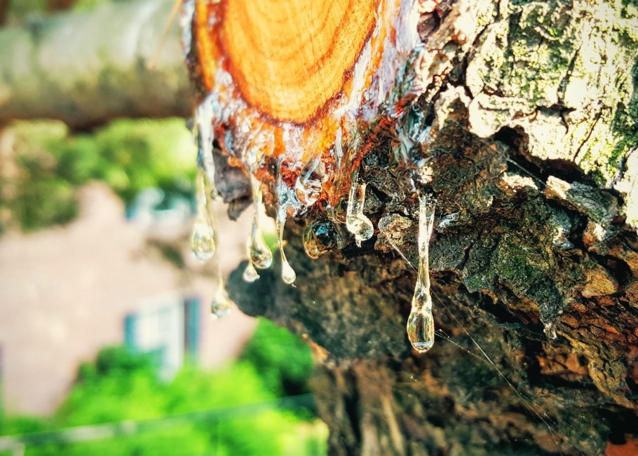 Смолянистое дерево