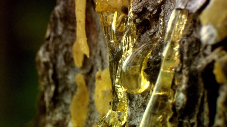 Смола на срезе сосны