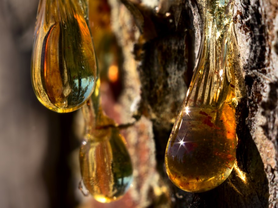 Смола кедра