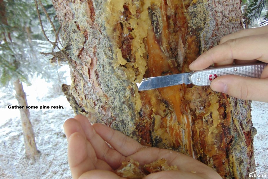 Сосновая смола Живица