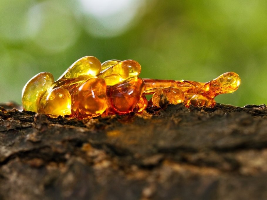 Вздымщик живицы