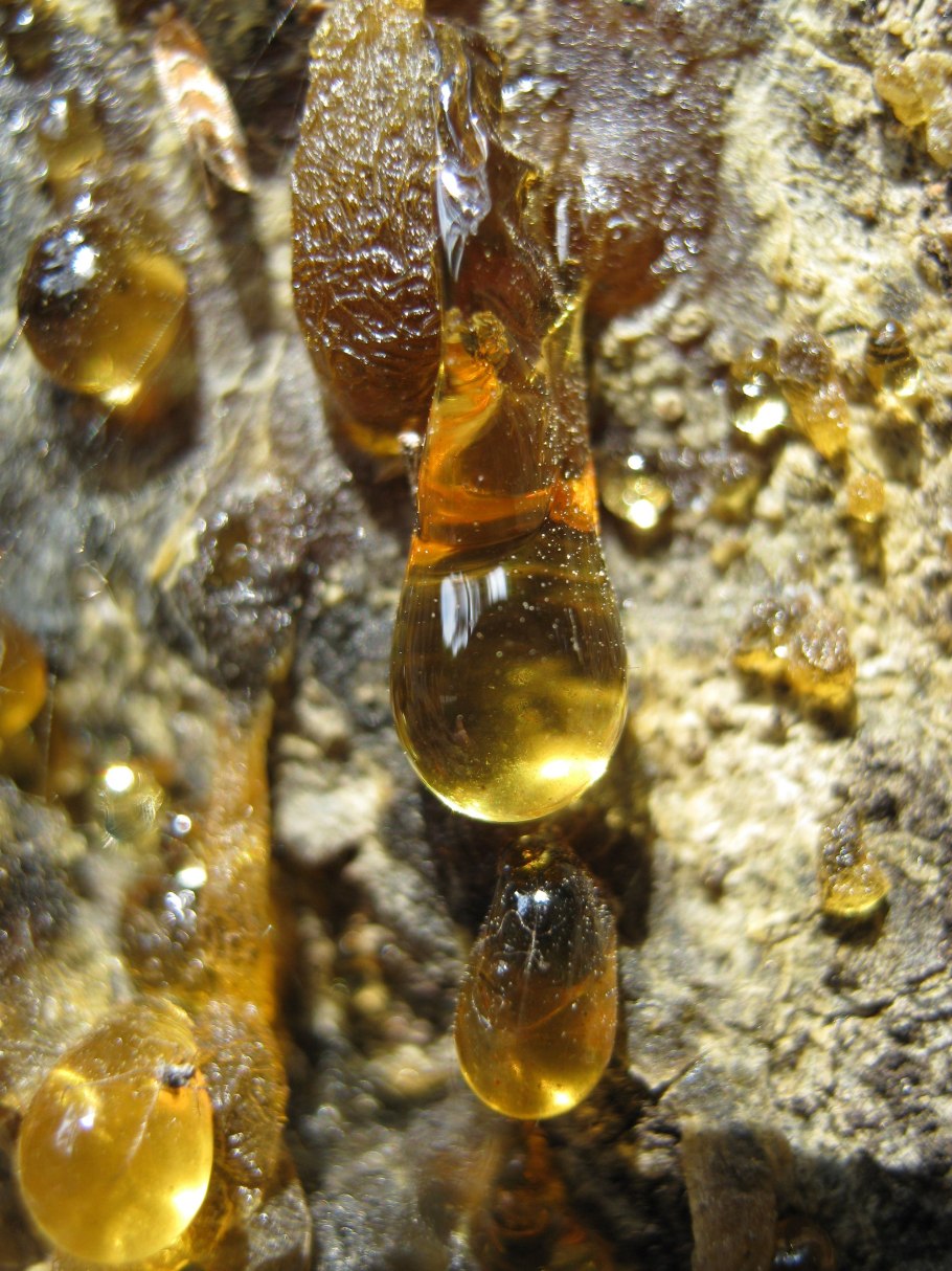 Смола сосны Живица