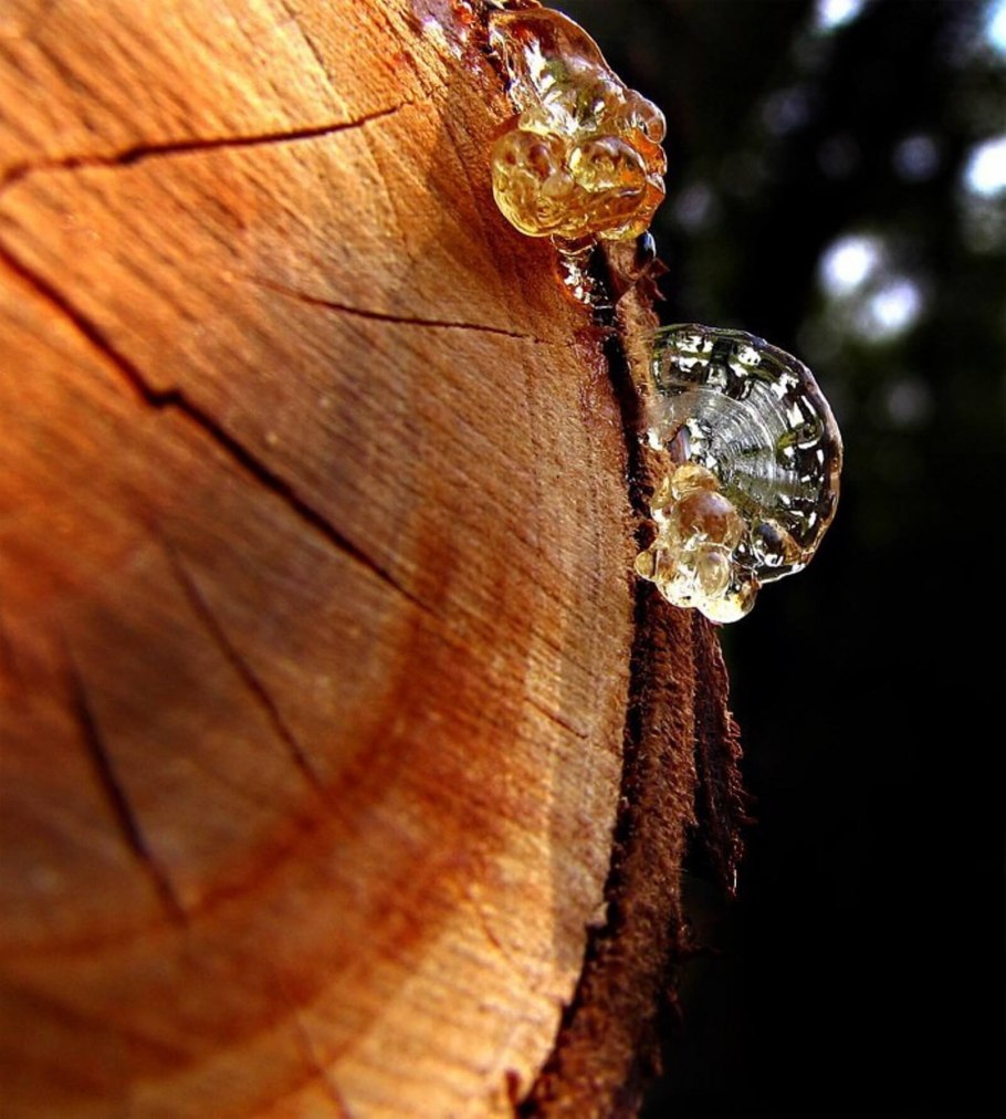 Смола на дереве