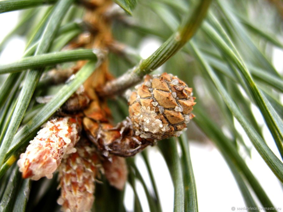 Сосна смолистая