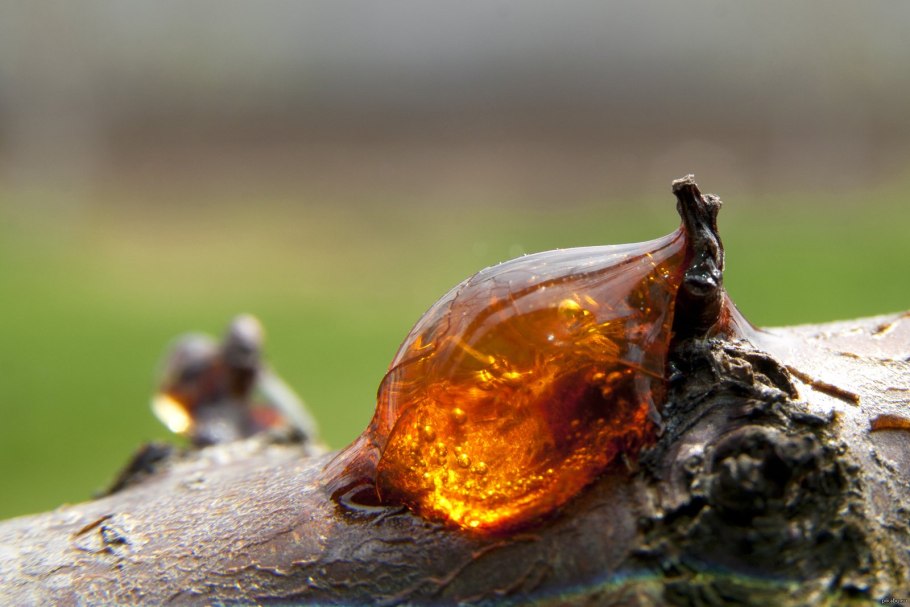 Лесная камедь Живица смола
