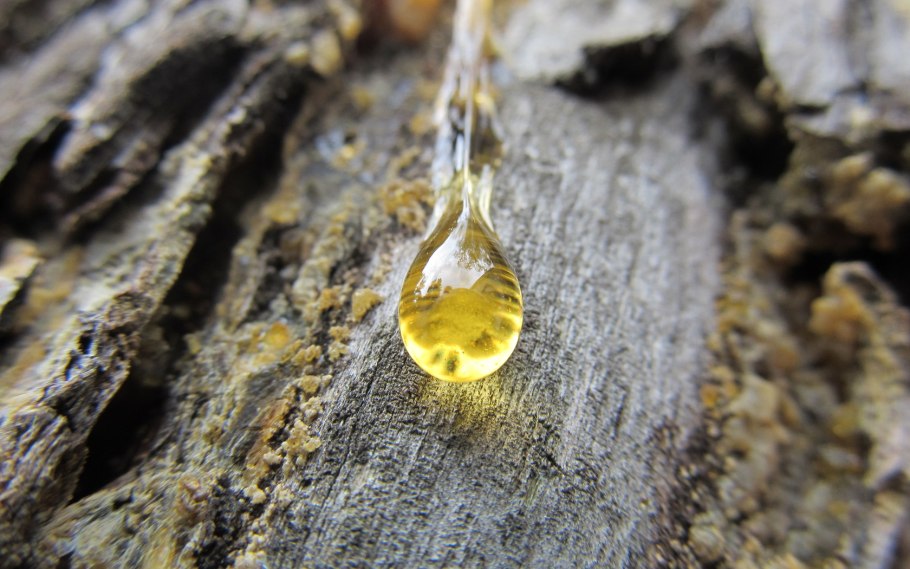 Древесина Сосновая смола-Живица