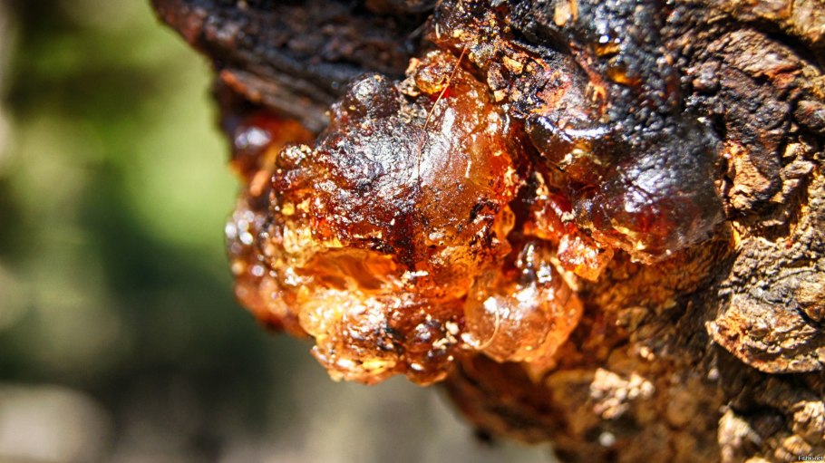 Камедистая смола