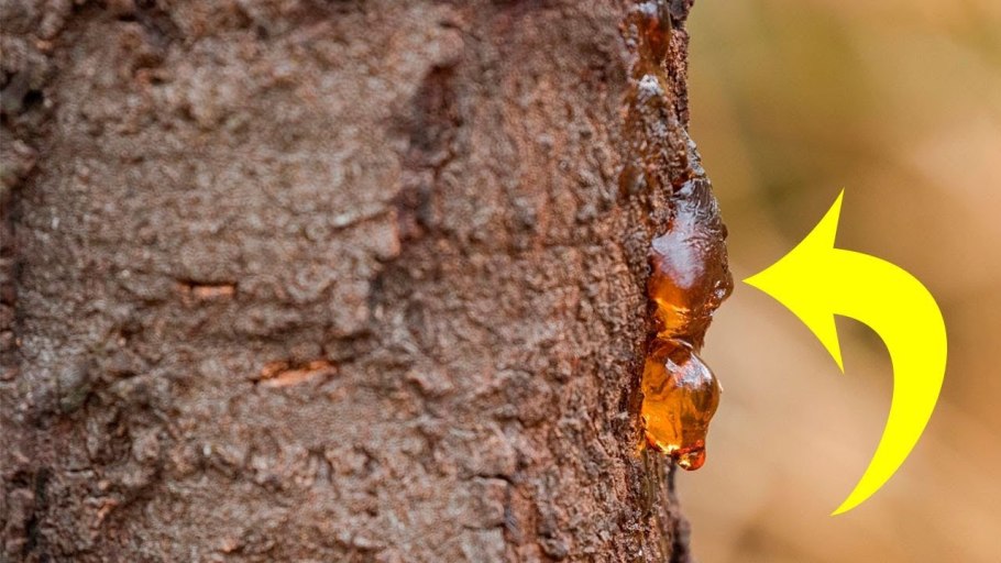 Смола на дереве