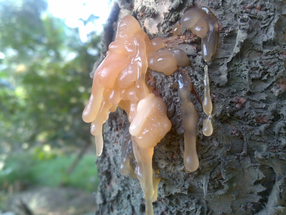 Засохшая смола