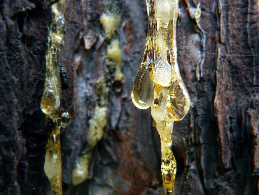 Живица смола хвойных деревьев